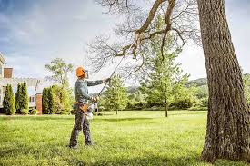 Best Tree Cabling and Bracing  in Cabot, AR