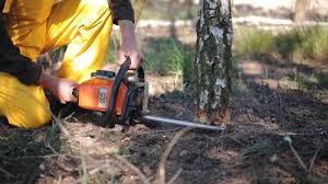 Best Stump Grinding and Removal  in Cabot, AR