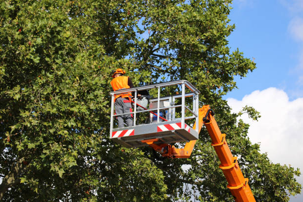 Cabot, AR  Tree Services Company