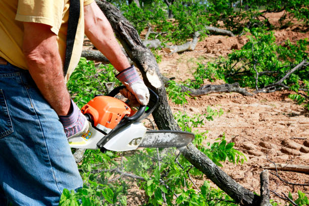 How Our Tree Care Process Works  in  Cabot, AR